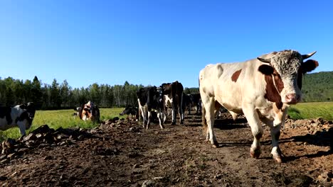 cow-eating-grass-on-the-grassland