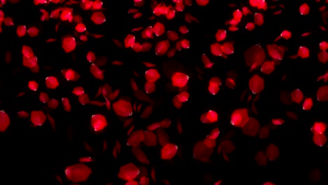 Falling-Rose-Petals-on-black-background