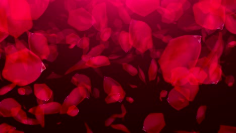 Falling-Rose-Petals-on-black-background