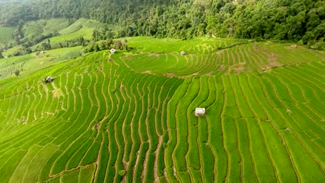 Rice-field-terrace-on-mountain-agriculture-land.