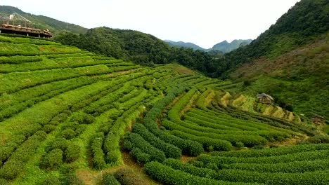 Aerial-view-of-tea-plantation-terrace-on-mountain.