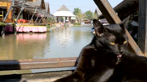 Gato-negro-descansando-y-lamiendo-la-mentira-en-el-muelle-de-madera-en-el-mercado-flotante-de-Pattaya.-Tailandia