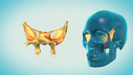 Sphenoid-Knochen-mit-einem-himmlischen-Hintergrund