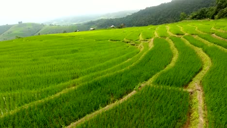 Rice-field-terrace-on-mountain-agriculture-land.