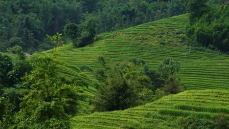 Asian-farmer-woman-herds-bull-cow-in-rice-paddy-field-in-Sa-Pa,-Vietnam,-Asia