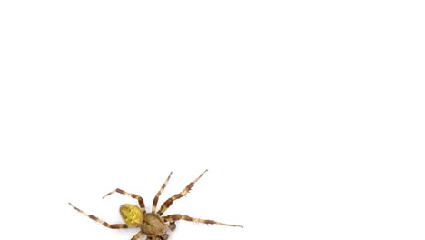 Spider-on-isolated-white-background