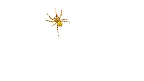 Bug-spider-runs-on-isolated-white-background.-Intro-in-the-style-of-nature.-Video-is-perfect-for-overlay-in-the-editor