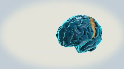 BRAIN-Precentral-gyrus-on-a-white-background