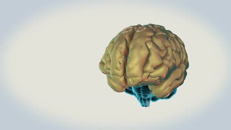 BRAIN-Telencephalon-on-a-white-background