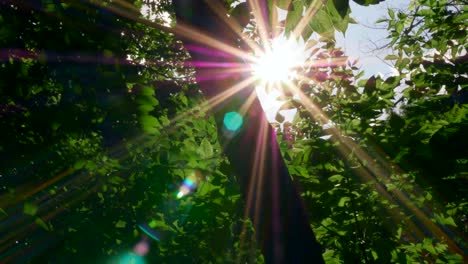 Early-morning-sun-comes-up-through-apple-trees-at-sunrise