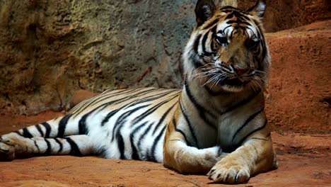 ein-sibirischer-Tiger,-Ruhe-und-Entspannung