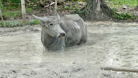 buffaloes-standing-on-the-mud-in-the-stall