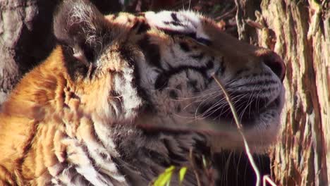 Tigres-en-bosque