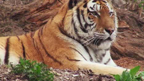 Tigres-en-bosque