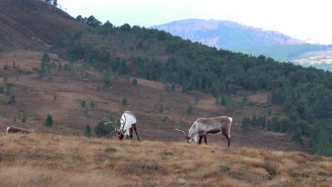 Reno,-rangifer-tarandus,-pastando-en-las-laderas-de-los-cairngorms-NP-durante-el-otoño.