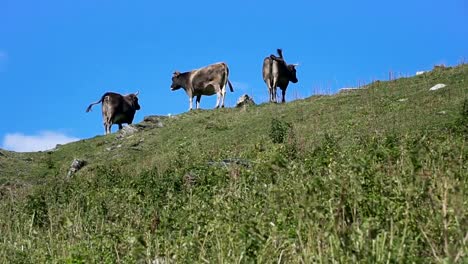 Kühe-grasen-auf-Hügel