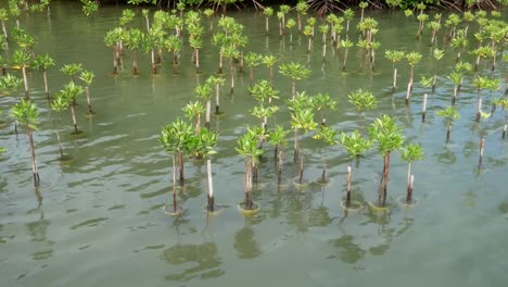 Mangroves-tree