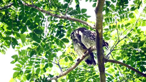 Lovers-of-owls-clean-them-together.