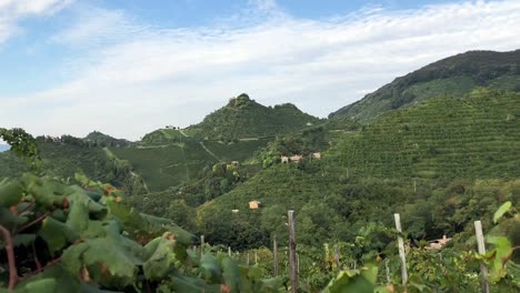 Vineyard-Valdobbiadene-Dolly-4K