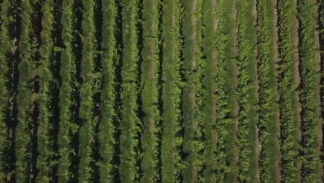 Aerial-view-beautiful-landscape-Bordeaux-Vineyard-at-sunrise,film-by-drone-in-summer