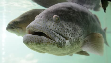 Bacalao-de-estuario-(Epinephelus-coioides)