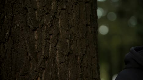 Machos-mano-tocar-el-tronco-de-árbol,-amantes-de-la-naturaleza,-la-protección-del-medio-ambiente-y-la-atención