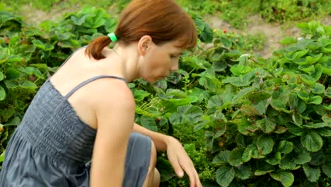 Frau-pflücken-Erdbeeren-im-Garten