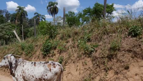 Driving-on-a-Brazilian-Countryside