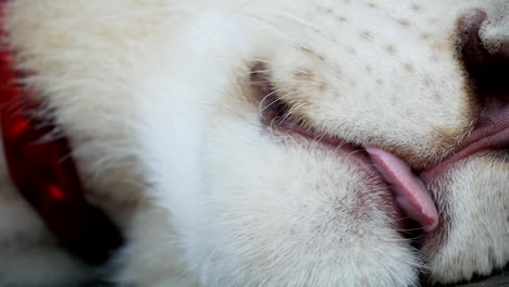 Close-up-of-white-tiger's-face-and-tongue-while-licking