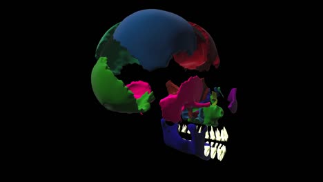 Human-skull-side-bones-Rotation