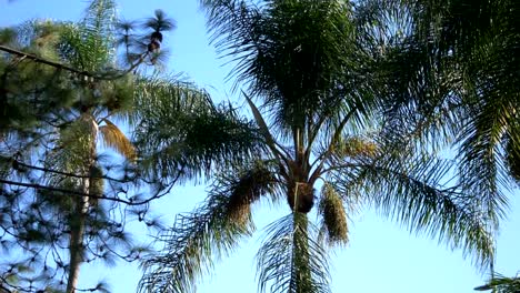 Airplane-landing-in-tropical-island-between-palm-trees-in-4k-slow-motion