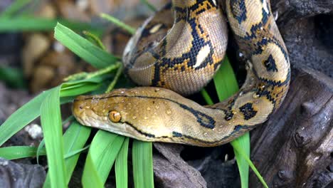 Python-(Morelia-viridis).-primer-plano-del-ojo