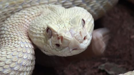 Rattlesnake-Close-Up-with-sound