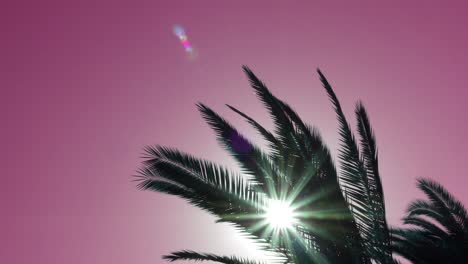 Palm-tree-swaying-against-red-sky-with-sun-flare,-bottom-view