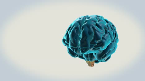Gehirn-Medulla-Oblongata-auf-weißem-Hintergrund
