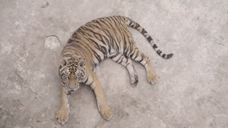 Bengal-tiger-