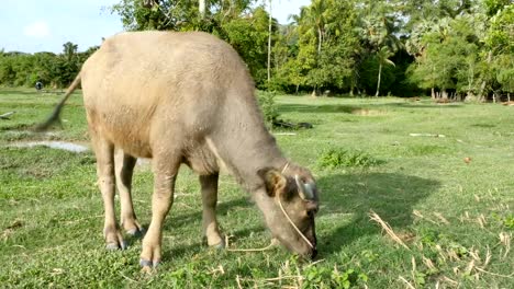 Büffel,-stehend-auf-den-Schlamm-im-stall