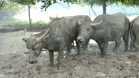 nube-de-humo-en-puesto-de-buffalo