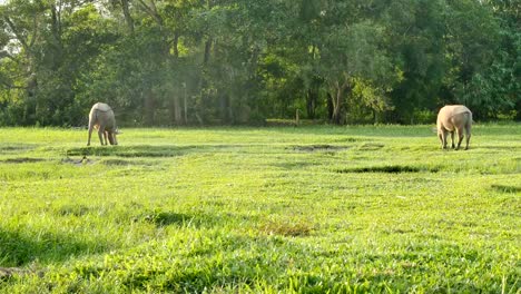 green-grass-on-green-field