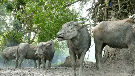 Büffel,-stehend-auf-den-Schlamm-im-stall