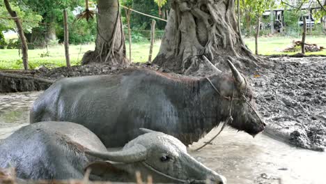 un-montón-de-insectos-en-puesto-de-buffalo