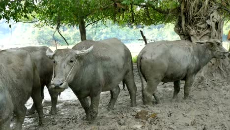 nube-de-humo-en-puesto-de-buffalo