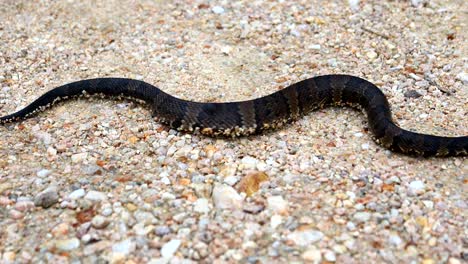 Serpiente-mocasín-de-agua