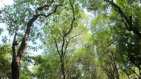 Dolly-emotional-sun-watching-through-trees-and-leaves