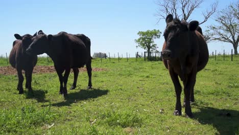 Einige-Kühe-und-ein-Kalb-an-die-Kamera-an-einem-sonnigen-Tag-im-Sommer-oder-im-Frühjahr-beobachten