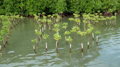 Mangroves-tree