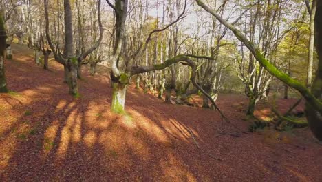 Farbige-Wald-im-Herbst