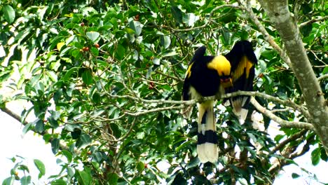 Hornbill-de-varios-colores-oriental-son-limpieza-de-plumas-propios-de-árbol-en-el-bosque.