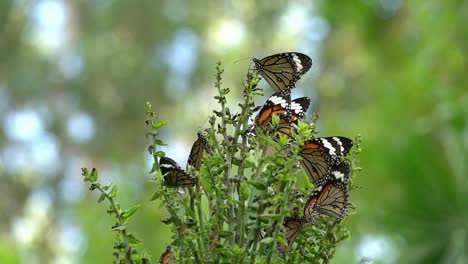 Colorida-mariposa-volando-en-cámara-lenta.