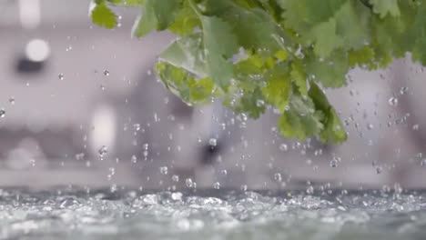 Temblor-de-cilantro-por-encima-de-la-mesa-mojada.-Cámara-lenta